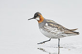 Red-necked Phalarope female (Phalaropus lobatus), Iceland