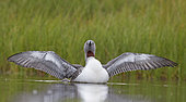 Red-throated Diver (Gavia stellata) on water, Iceland