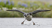 Red-throated Diver (Gavia stellata) in flight with prey, Iceland