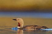 Red-throated Diver (Gavia stellata) on water, Iceland