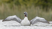 Red-throated Diver (Gavia stellata) on water, Iceland