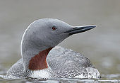 Red-throated Diver (Gavia stellata) on water, Iceland