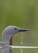 Red-throated Diver (Gavia stellata) on water, Iceland