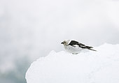Snow Bunting (Plectrophenax nivalis) on snow, Iceland