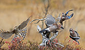 Sparrow Hawk (Accipiter nisus) chasing Jays (Garrulus glandarius), Norway