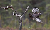 Sparrow Hawk (Accipiter nisus) chasing a Jay (Garrulus glandarius), Norway