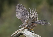 Sparrow Hawk juv. (Accipiter nisus) flying away, Norway
