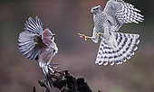 Sparrow Hawk (Accipiter nisus) chasing a Jay (Garrulus glandarius), Norway