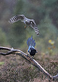 Sparrow Hawk ad. female (Accipiter nisus) and a Magpie (Pica pica) Norway October 2019