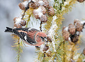 Two-barred Crossbill male (Loxia leucoptera) Feeding on Cone seeds, Helsinki, Finland