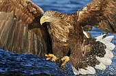 White-tailed Eagle (Haliaetus albicilla) in flight, Norway