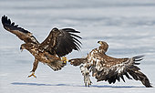 White-tailed Eagle (Haliaetus albicilla) fight in flight, Sodankylä Lokka, Finland