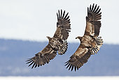 White-tailed Eagle (Haliaetus albicilla) pair in flight, Sodankylä Lokka, Finland