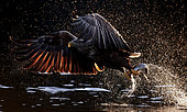 White-tailed Eagle (Haliaetus albicilla) catching a fish, Norway