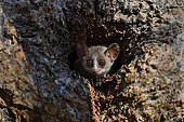 Madame Berthe's mouse lemur (Microcebus bertha) in the hole of a dry forest tree, Kirindy Forest, Menabe Region, Madagascar