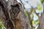 Red-tailed sportive lemur in the hollow of a dry forest tree, Kirindy Forest, Menabe Region, Madagascar