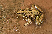 Mascarene Grass Frog (Ptychadena mascareniensis) on the edge of a rice field, Andasibe (Périnet), Alaotra-Mangoro Region, Madagascar
