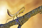 Yen's Red-armed Mantis (Hierodula venosa), Southeast Asia, captive