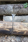 Wedge pressed into a cut tree trunk, summer, Moselle, France
