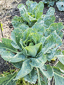 Headed cabbage 'blanc de Vaugirard d'hiver', Brassica oleracea capitata 'blanc de Vaugirard d'hiver'