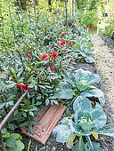 Headed cabbage 'blanc de Vaugirard d'hiver', Brassica oleracea capitata 'blanc de Vaugirard d'hiver'