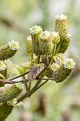 Herbe à sucre des Aztèques, Lippia dulcis, fleurs