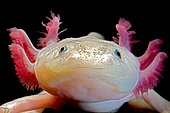 Axolotl ("water monster") or Mexican salamander (Ambystoma mexicanum) white or leucistic form, neotenic salamander