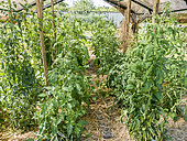 Protection and staking for tomatoes