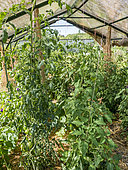 Protection and staking for tomatoes
