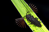 Cedar beetle (Callirhipidae sp), Backlit shot of a Cedar beetle resting on grass, Singapore