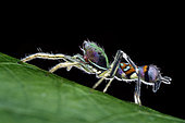 Wasp mimic jumping spider Orsima ichneumon Backlit shot of a Orsima ichneumon Malaysia