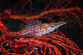 Longnose hawkfish (Oxycirrhites typus) and its parasite on its red gorgonian fan, Raja Ampat, Indonesia