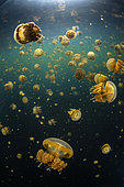 Inside the Darkness. Jellyfish (Mastigias papua) of Lenmakana lake. This lake is isolated from the rest of the ocean by ramparts several tens of meters high. It is connected to the ocean by terrestrial channels but it prevents the entry and exit of living organisms. These jellyfish have therefore found refuge in what is for them a haven of peace. They have proliferated to reach millions of people. Misool, Rajat Ampat, Indonesia