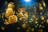 Black water and Jellyfish (Mastigias papua) of Lenmakana lake. This lake is isolated from the rest of the ocean by ramparts several tens of meters high. It is connected to the ocean by terrestrial channels but it prevents the entry and exit of living organisms. These jellyfish have therefore found refuge in what is for them a haven of peace. They have proliferated to reach millions of people. Misool, Rajat Ampat, Indonesia
