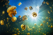 Flying Jellyfish (Mastigias papua) of Lenmakana lake. This lake is isolated from the rest of the ocean by ramparts several tens of meters high. It is connected to the ocean by terrestrial channels but it prevents the entry and exit of living organisms. These jellyfish have therefore found refuge in what is for them a haven of peace. They have proliferated to reach millions of people. Misool, Rajat Ampat, Indonesia