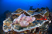 Tassled scorpionfish (Scorpaenopsis oxycephala) on coral, Raja Ampat, Indonesia