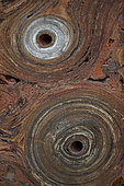 Fossil Stromatolite - Conophytum basalticum - Cambrian - Australia - Katherine - Northern Territory