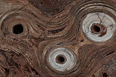 Fossil Stromatolite - Conophytum basalticum - Cambrian - Australia - Katherine - Northern Territory