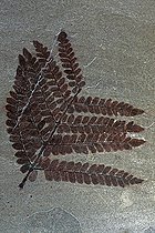 Fossil Fern (Neurpteris ovata), Carboniferus, New Mexico
