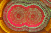 Rhodochrosite - Argentina - manganese carbonate - polished slice of stalactite