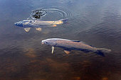 Common carp (Cyprinus carpio) swimming on the surface in summer, Lac de Blanchemer, near La Bresse, Vosges, France