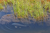 Common carp (Cyprinus carpio) swimming on the surface in summer at the edge of a floating bog, Lac de Blanchemer, near La Bresse, Vosges, France