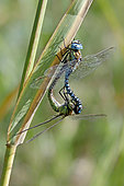 Southern Migrant Hawker (Aeshna affinis) mating on a reed stem in summer near a forest pond, near Toul, Lorraine, France