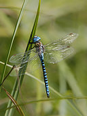 Southern Migrant Hawker (Aeshna affinis) male at rest on a reed stem in summer near a forest pond, near Toul, Lorraine, France