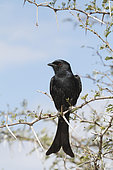 Fork-tailed Drongo (Dicrurus adsimilis)) at its observation post, Kruger, South Africa