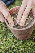 Planting claws of lily of the valley in pot