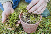 Planting claws of lily of the valley in pot: cover with moss