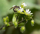 Sharp-collared furrow bee (Lasioglossum malachurum) female on Chickweed (Stellaria media) flower, solitary bees, Northern Vosges Regional Nature Park, France