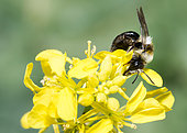 Ashy mining bee (Andrena cineraria) female on mustard flowers (Sinapis arvensis), solitary bees, Vosges du Nord Regional Natural Park, France