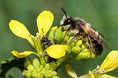 Andrenid Bee (Andrena tscheki) male and Mining bee (Lasioglossum sp) on mustard flowers, solitary bees, Vosges du Nord Regional Natural Park, France